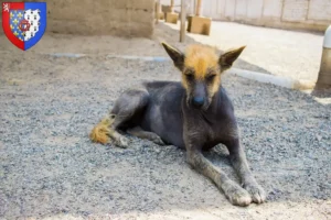 Read more about the article Peruvian Hairless Dog Breeder and Puppies in Pays de la Loire