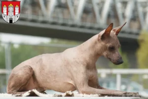 Read more about the article Peruvian Hairless Dog Breeder and Puppies in Salzburg