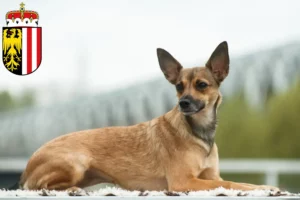 Read more about the article Peruvian Hairless Dog Breeder and Puppies in Upper Austria