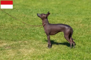 Read more about the article Peruvian Hairless Dog Breeder and Puppies in Vienna