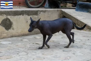 Read more about the article Peruvian Hairless Dog Breeder and Puppies in Zeeland