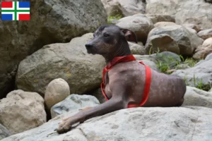Read more about the article Peruvian Hairless Dog Breeder and Puppies in Groningen