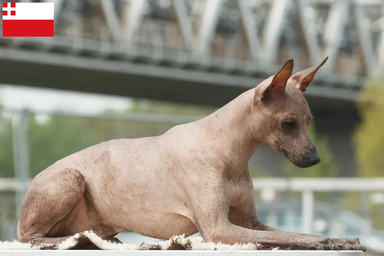 Peruvian Hairless Dog Puppies and Breeder Utrecht Find Peruvian Hairless Dog breeders in Utrecht.