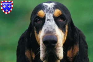 Read more about the article Petit Bleu de Gascogne breeders and puppies in Centre-Val de Loire