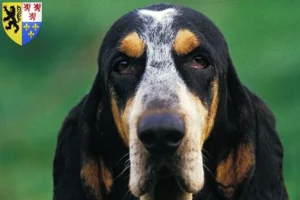 Read more about the article Petit Bleu de Gascogne breeders and puppies in Hauts-de-France
