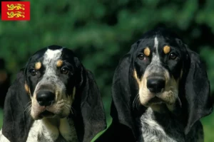 Read more about the article Petit Bleu de Gascogne breeders and puppies in Normandy
