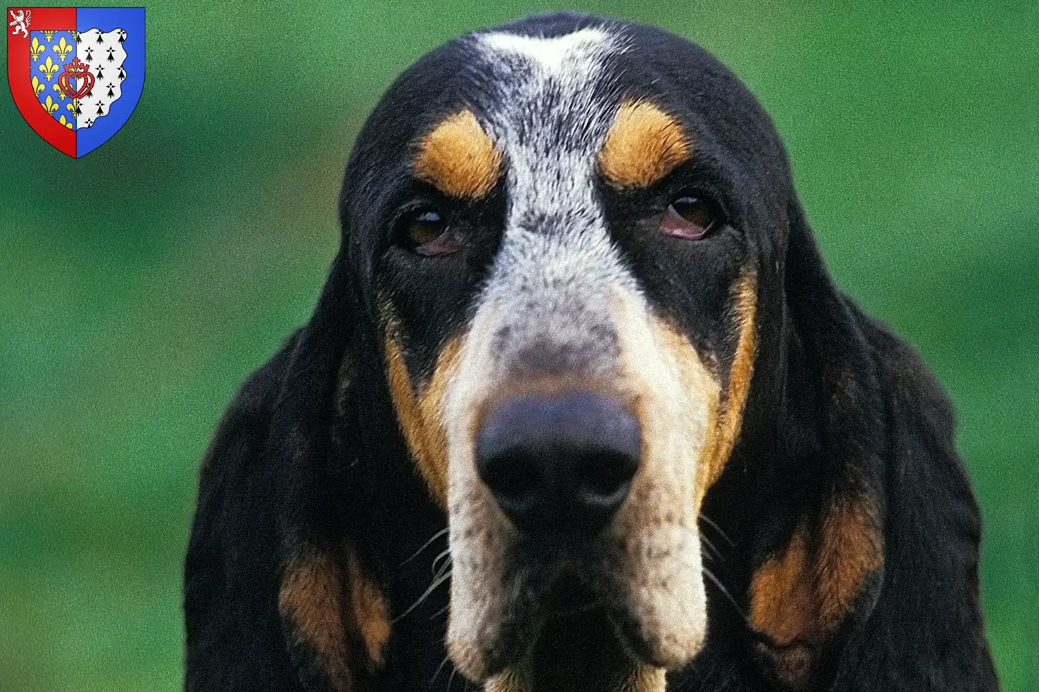 Petit Bleu de Gascogne puppies and breeders Pays de la Loire Find Petit Bleu de Gascognes breeders in Pays de la Loire.