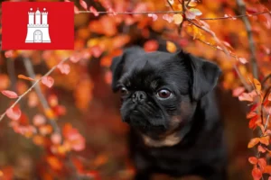 Read more about the article Petit Brabançon breeders and puppies in Hamburg