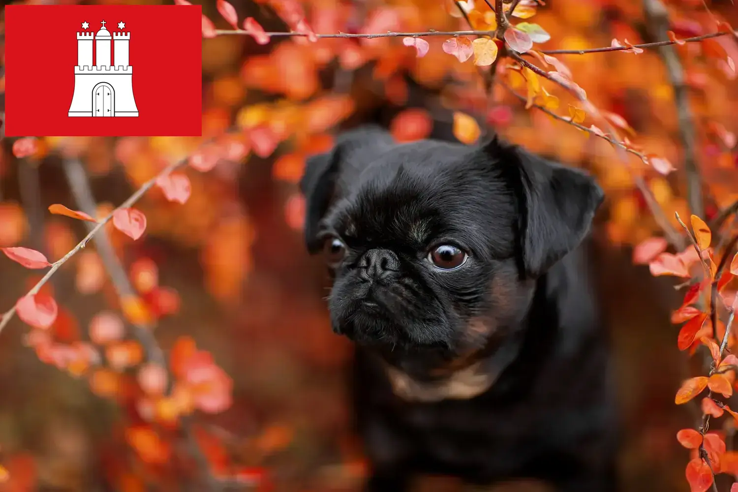 Petit Brabançon puppies and breeder Hamburg Here you can find Petit Brabançons breeders in Hamburg.
