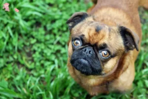 Read more about the article Petit Brabançon breeders and puppies in Hovedstaden
