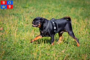 Read more about the article Petit Brabançon breeders and puppies in Hradec Králové