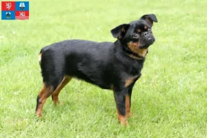 Read more about the article Petit Brabançon breeders and puppies in Karlovy Vary