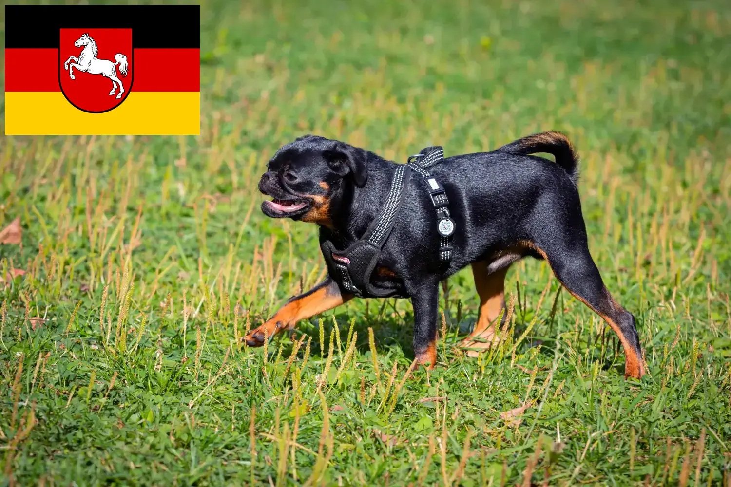 Petit Brabançon puppies and breeders Lower Saxony Here you will find Petit Brabançons breeders in Lower Saxony.