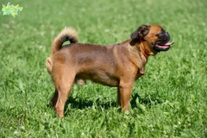 Read more about the article Petit Brabançon breeders and puppies in Midtjylland