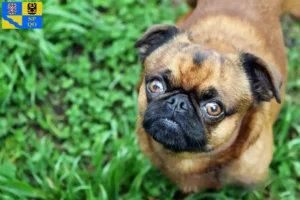 Read more about the article Petit Brabançon breeders and puppies in Olomouc