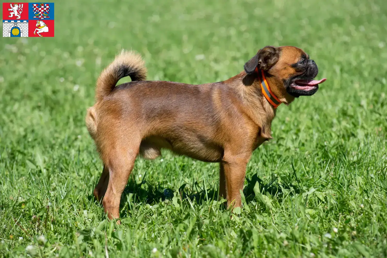 Petit Brabançon puppies and breeder Pardubice Here you can find Petit Brabançons breeders in Pardubice.