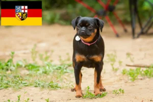 Read more about the article Petit Brabançon breeders and puppies in Saarland