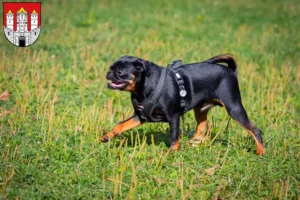 Read more about the article Petit Brabançon breeders and puppies in Salzburg