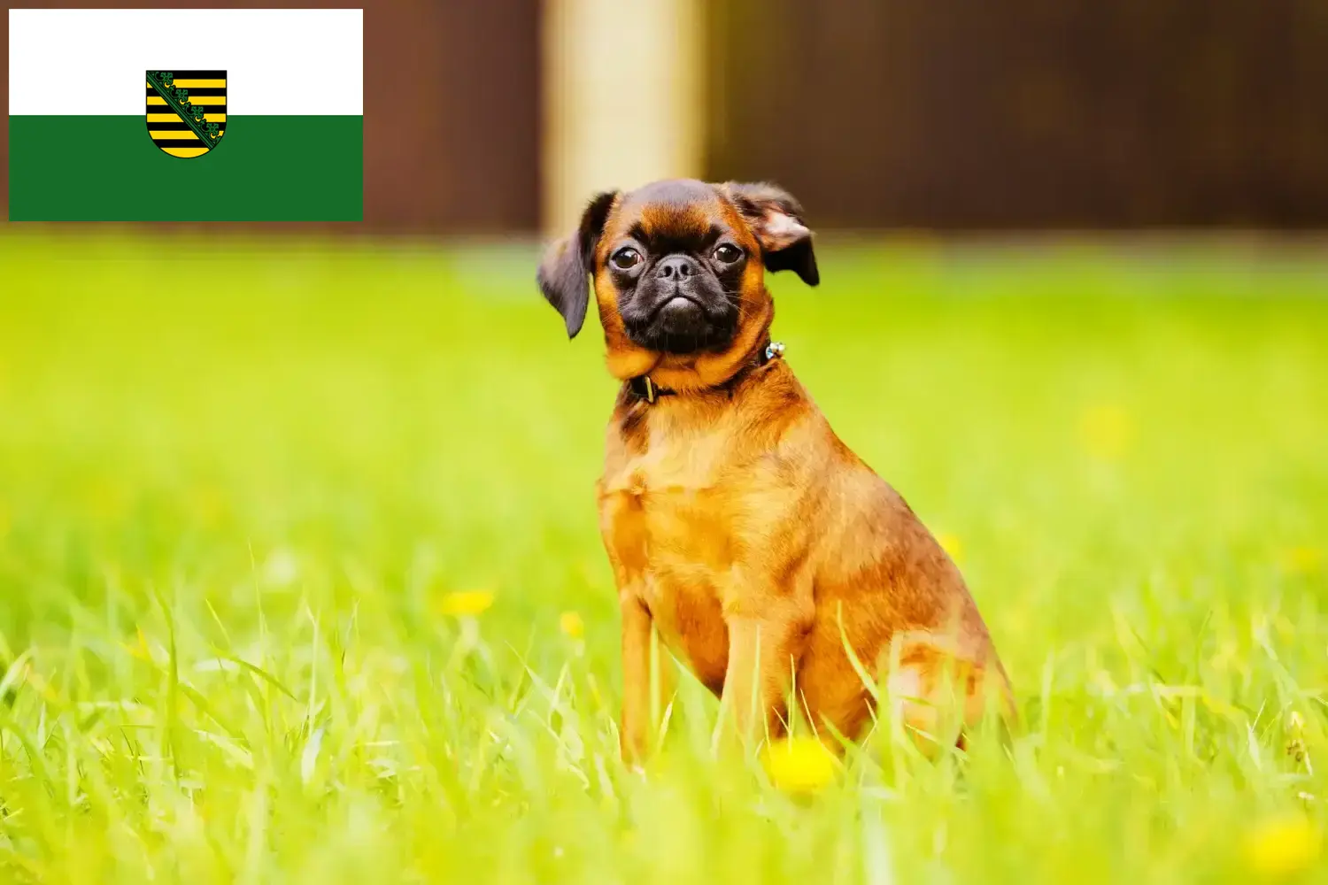 Petit Brabançon puppies and breeders Saxony Here you will find Petit Brabançons breeders in Saxony.