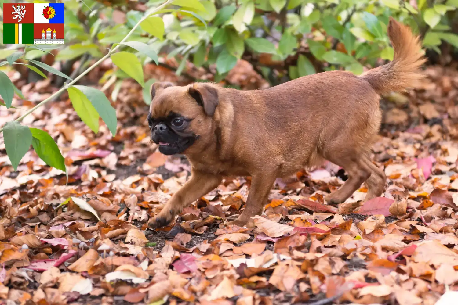 Petit Brabançon puppies and breeders South Bohemia Here you can find Petit Brabançons breeders in South Bohemia.