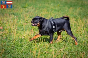 Read more about the article Petit Brabançon breeders and puppies in South Moravia