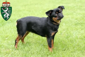 Read more about the article Petit Brabançon breeders and puppies in Styria