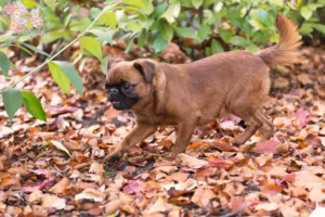 Read more about the article Petit Brabançon breeders and puppies in Syddanmark