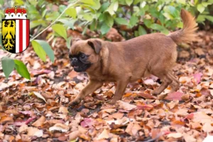 Read more about the article Petit Brabançon breeders and puppies in Upper Austria