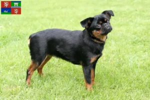 Read more about the article Petit Brabançon breeders and puppies in Ústí