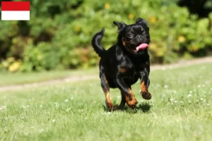 Read more about the article Petit Brabançon breeders and puppies in Vienna