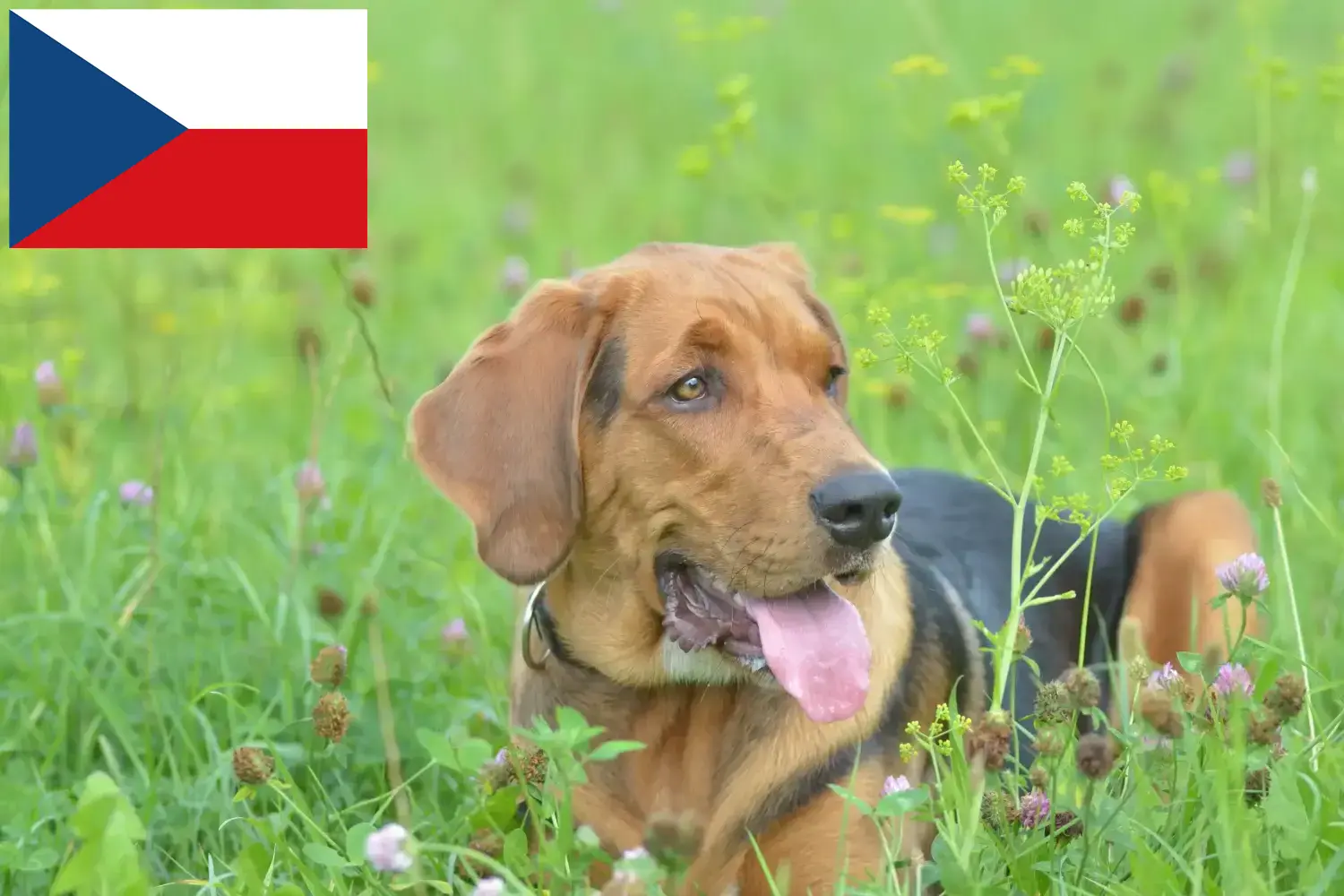 Polish Bracke puppies and breeders Czech Republic Here you can find Polish Bracken breeders in Czech Republic.