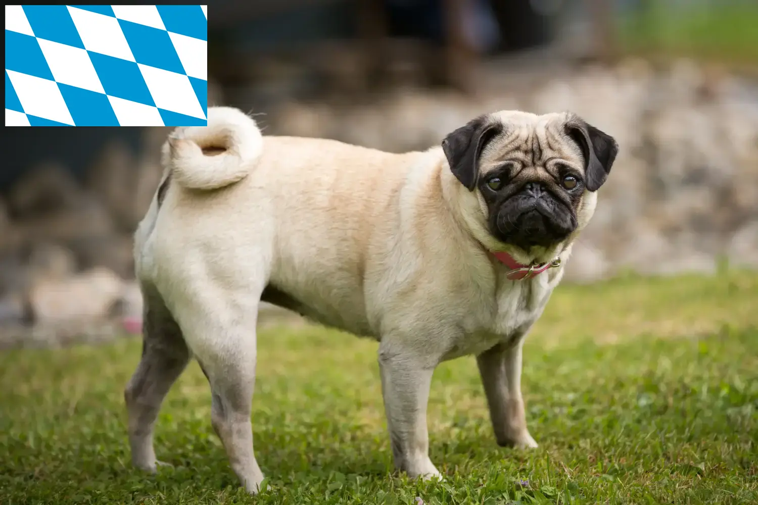 Pug puppies and breeders Bavaria Here you can find Pugs breeders in Bavaria.