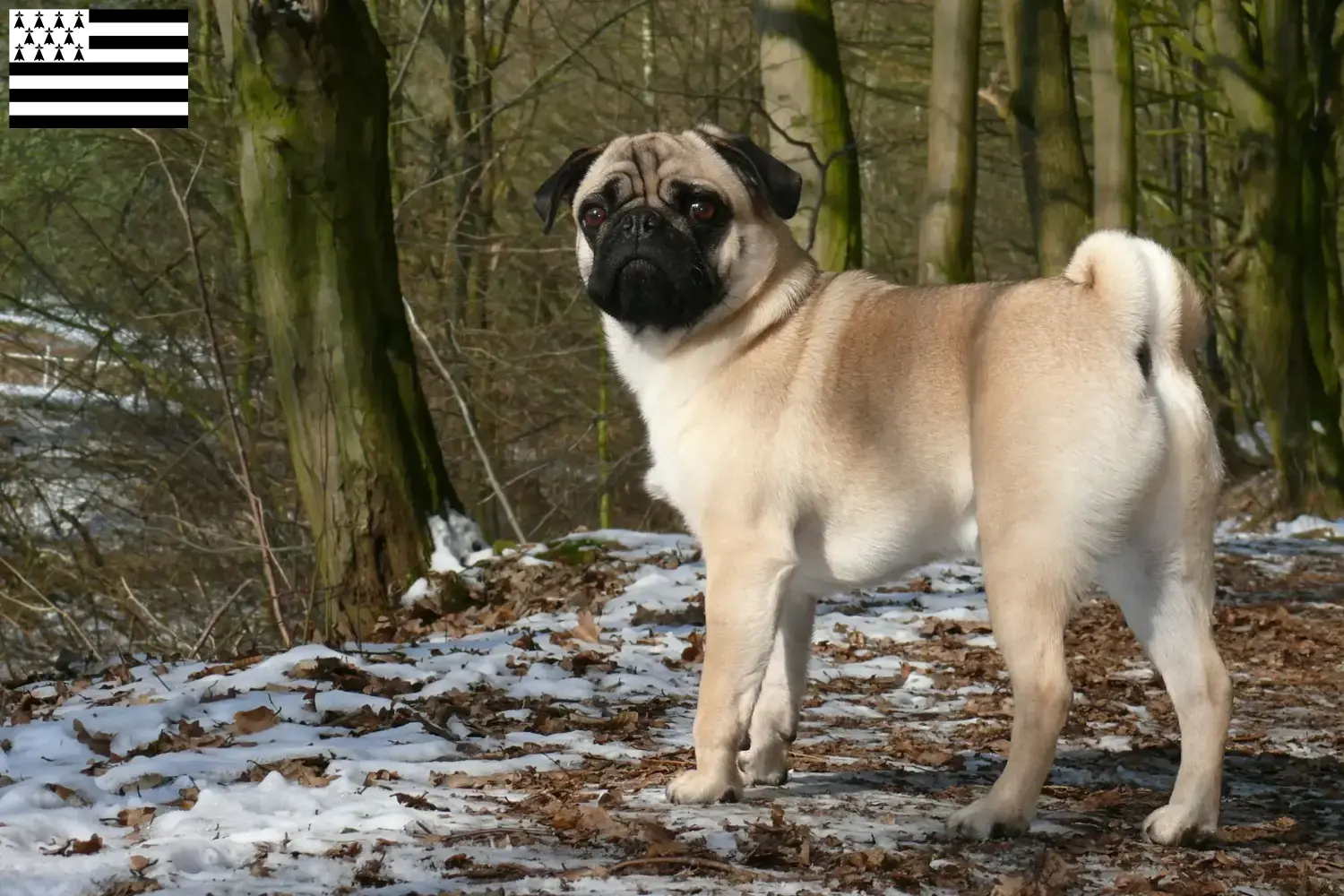 Pug puppies and breeder Bretagne Here you can find Pugs breeders in Brittany .