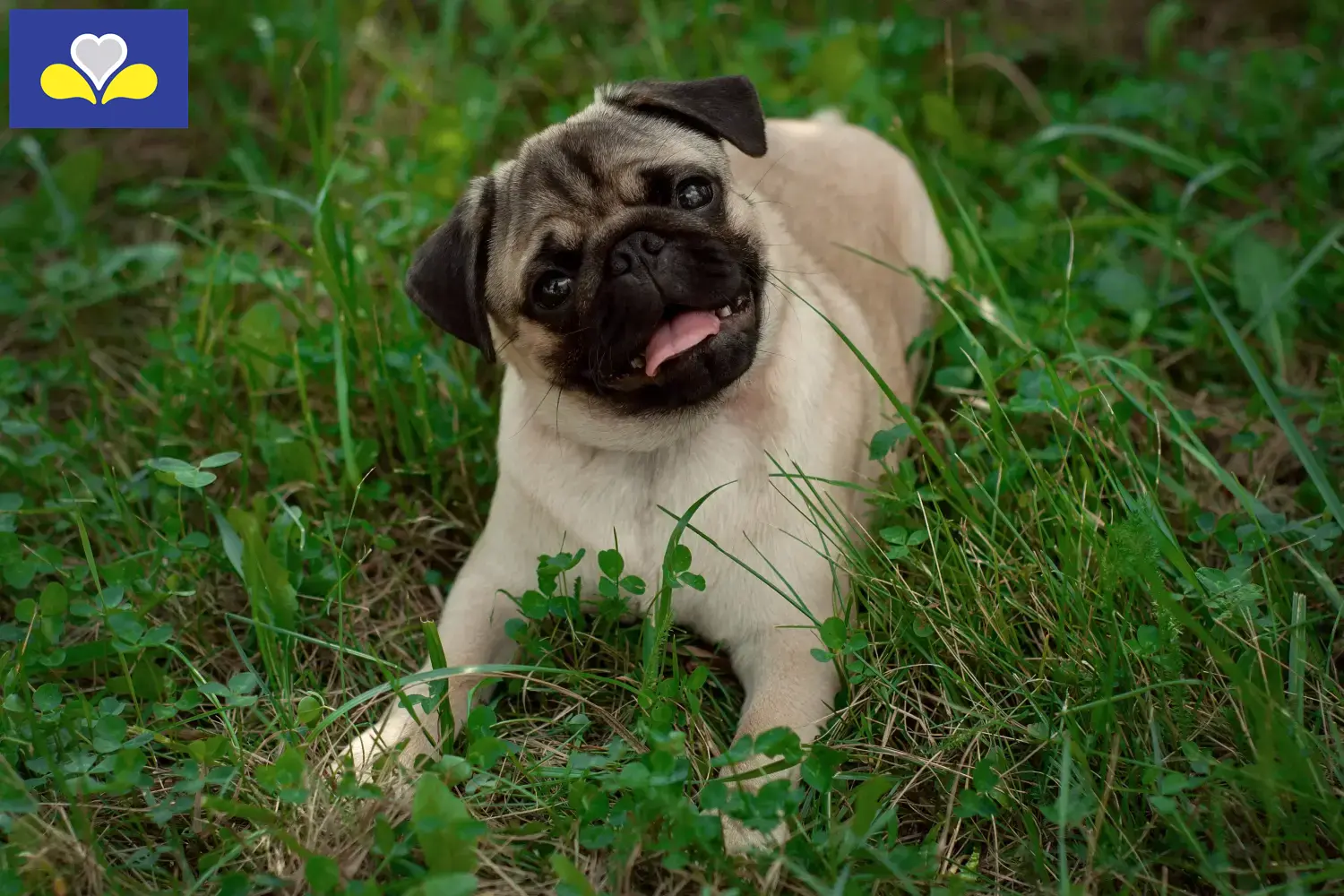 Pug puppies and breeders Brussels-Capital Region Find Pugs breeders in Brussels-Capital Region.