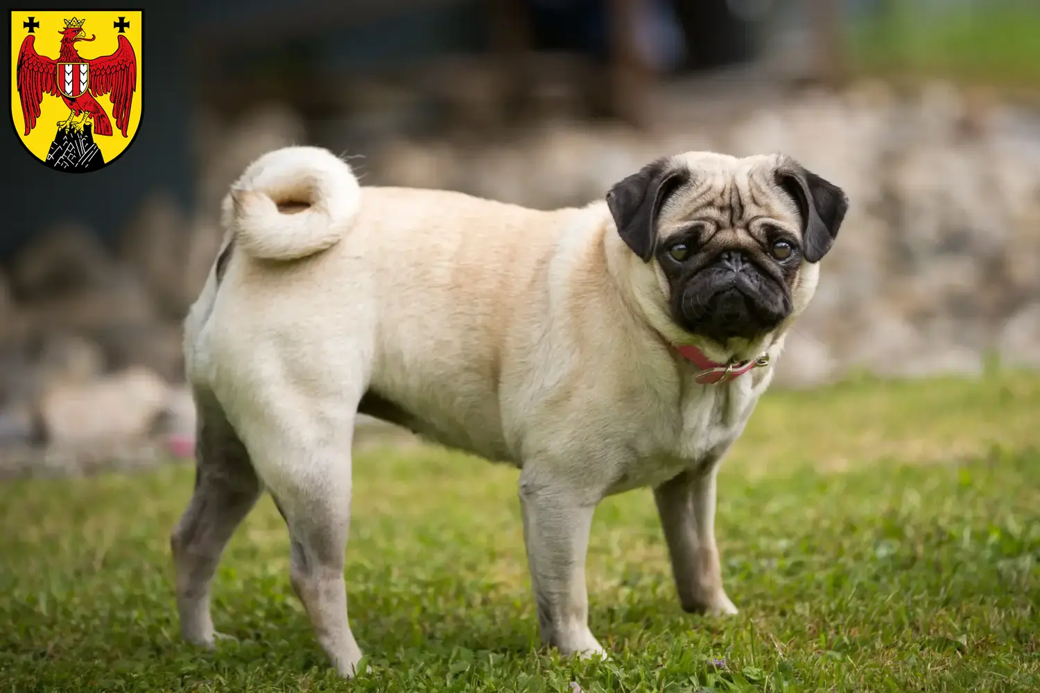 Pug puppies and breeders Burgenland Here you can find Pugs breeders im Burgenland.