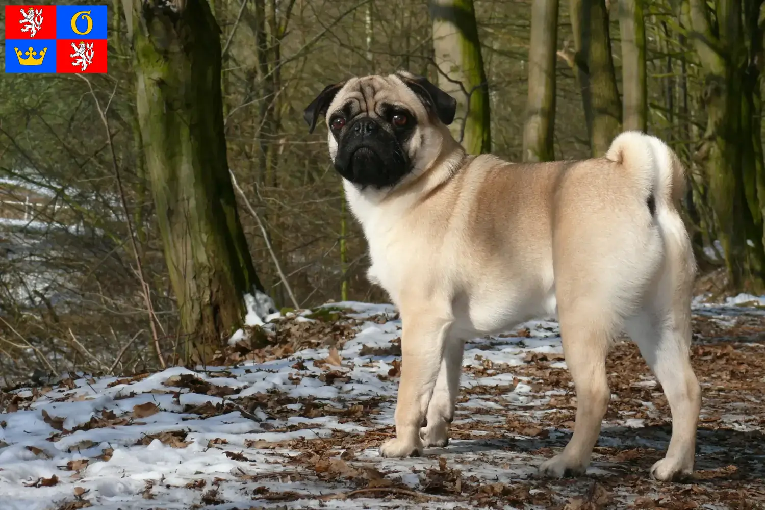 Pug puppies and breeders Hradec Králové Here you can find Pugs breeders in Hradec Králové.