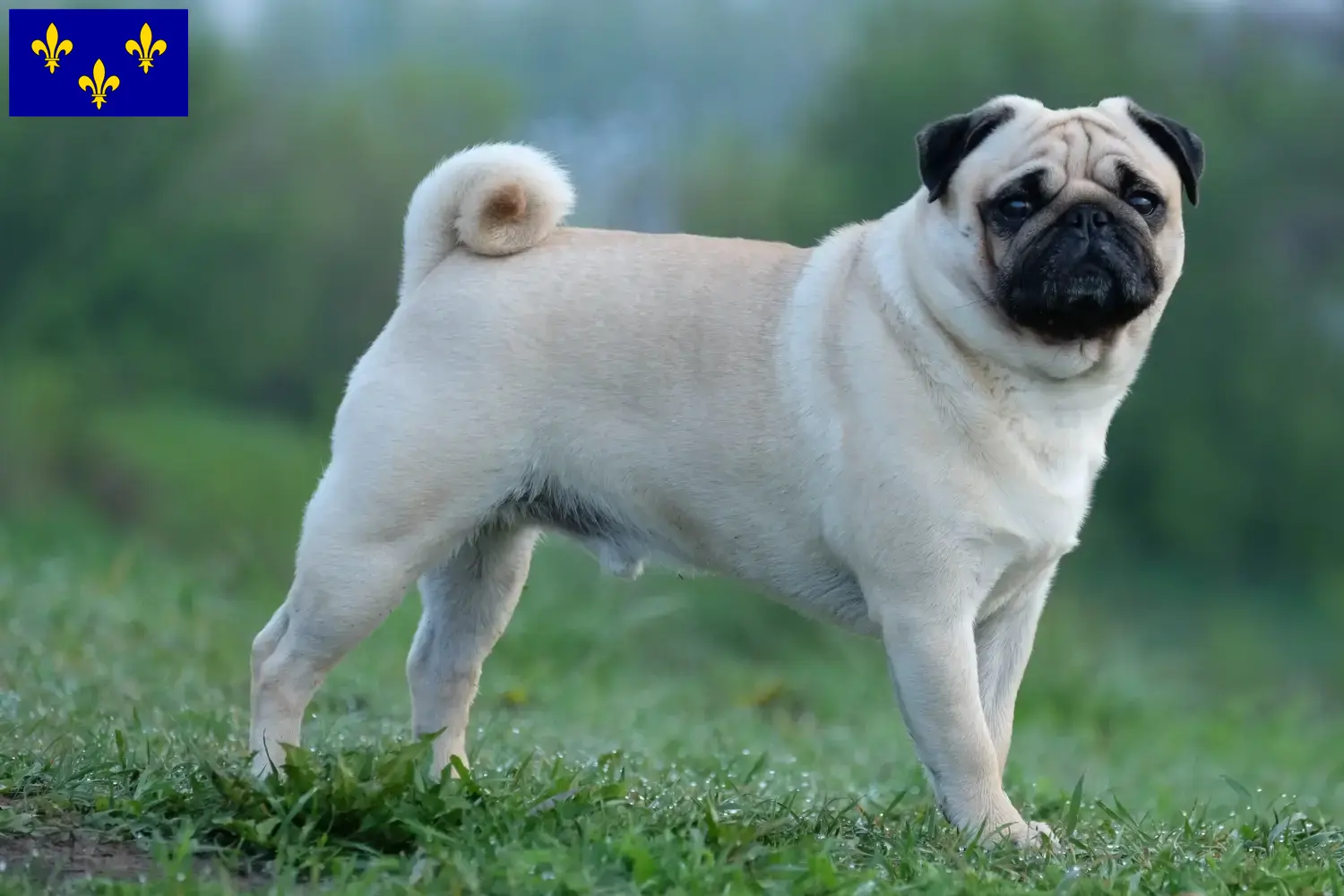 Pug puppies and breeders Île-de-France Here you can find Pugs breeders in Île-de-France.