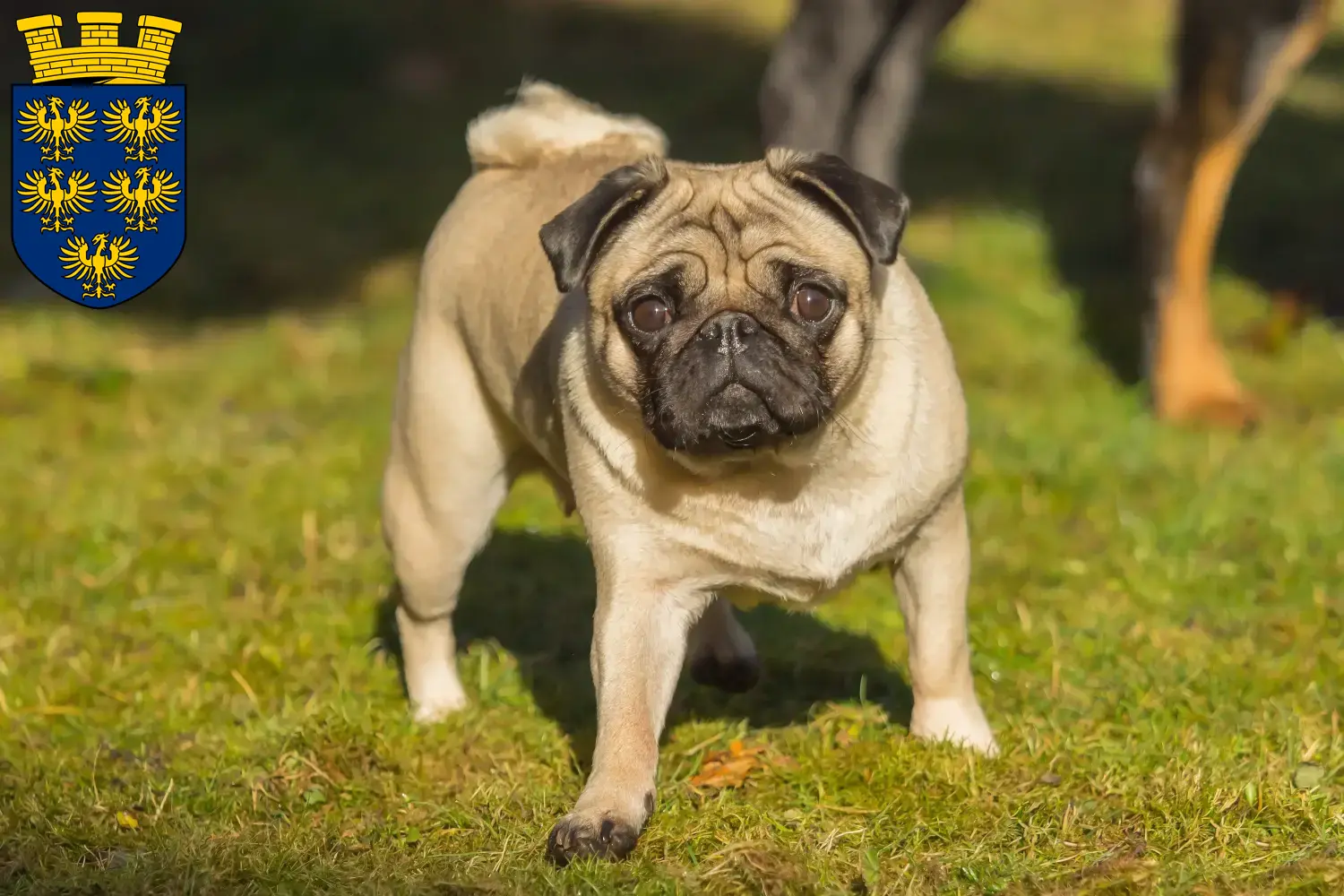 Pug puppies and breeders Lower Austria Here you can find Pugs breeders in Lower Austria.