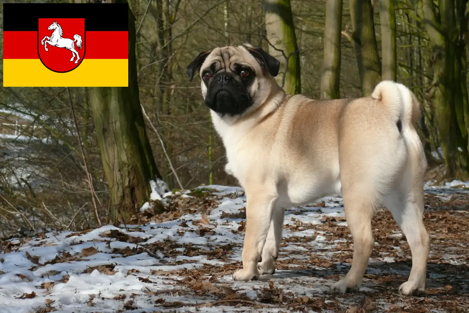 Pug puppies and breeders Lower Saxony Here you can find Pugs breeders in Lower Saxony.