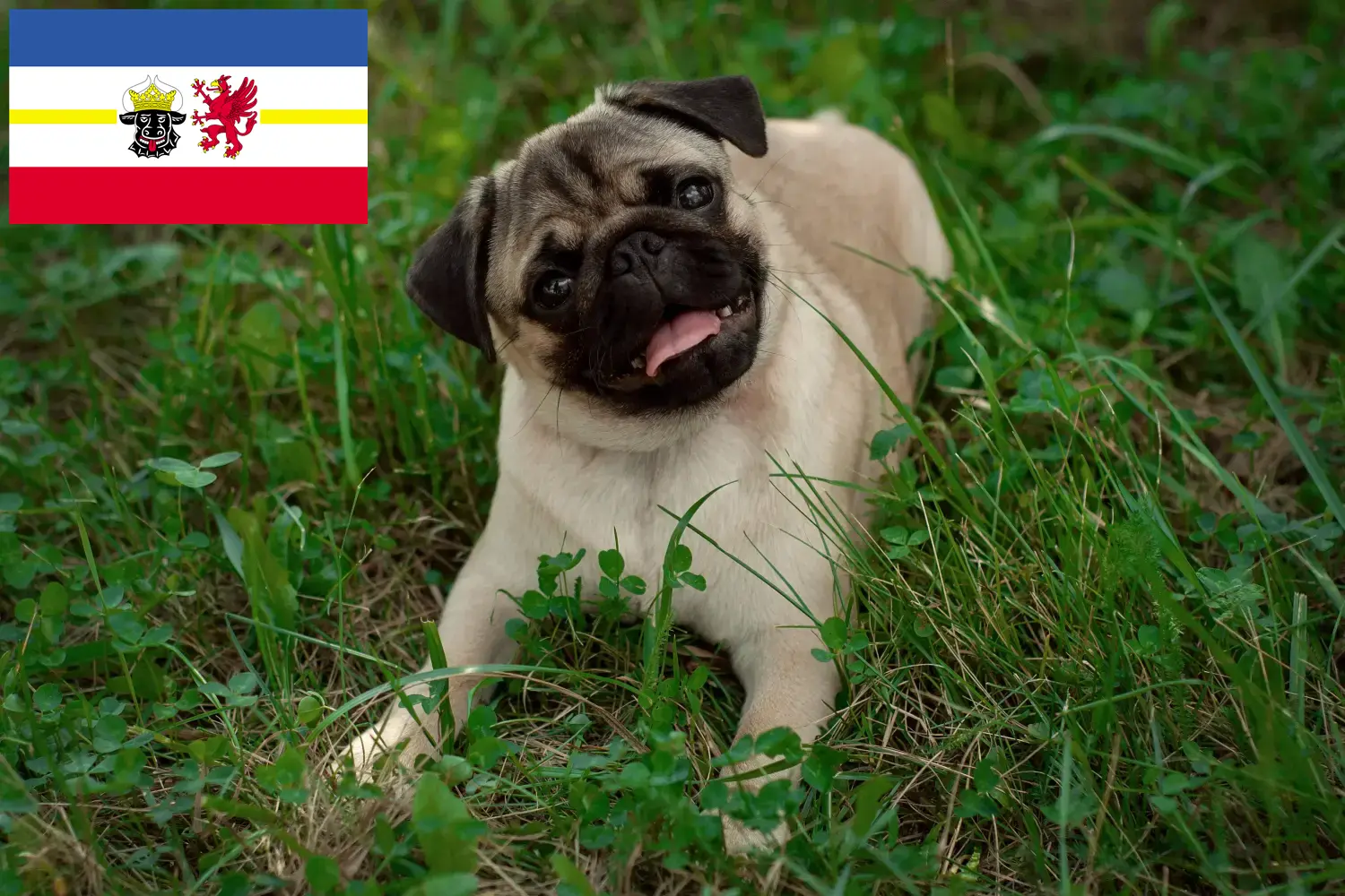 Pug puppies and breeders Mecklenburg-Vorpommern Here you can find Pugs breeders in Mecklenburg-Vorpommern.