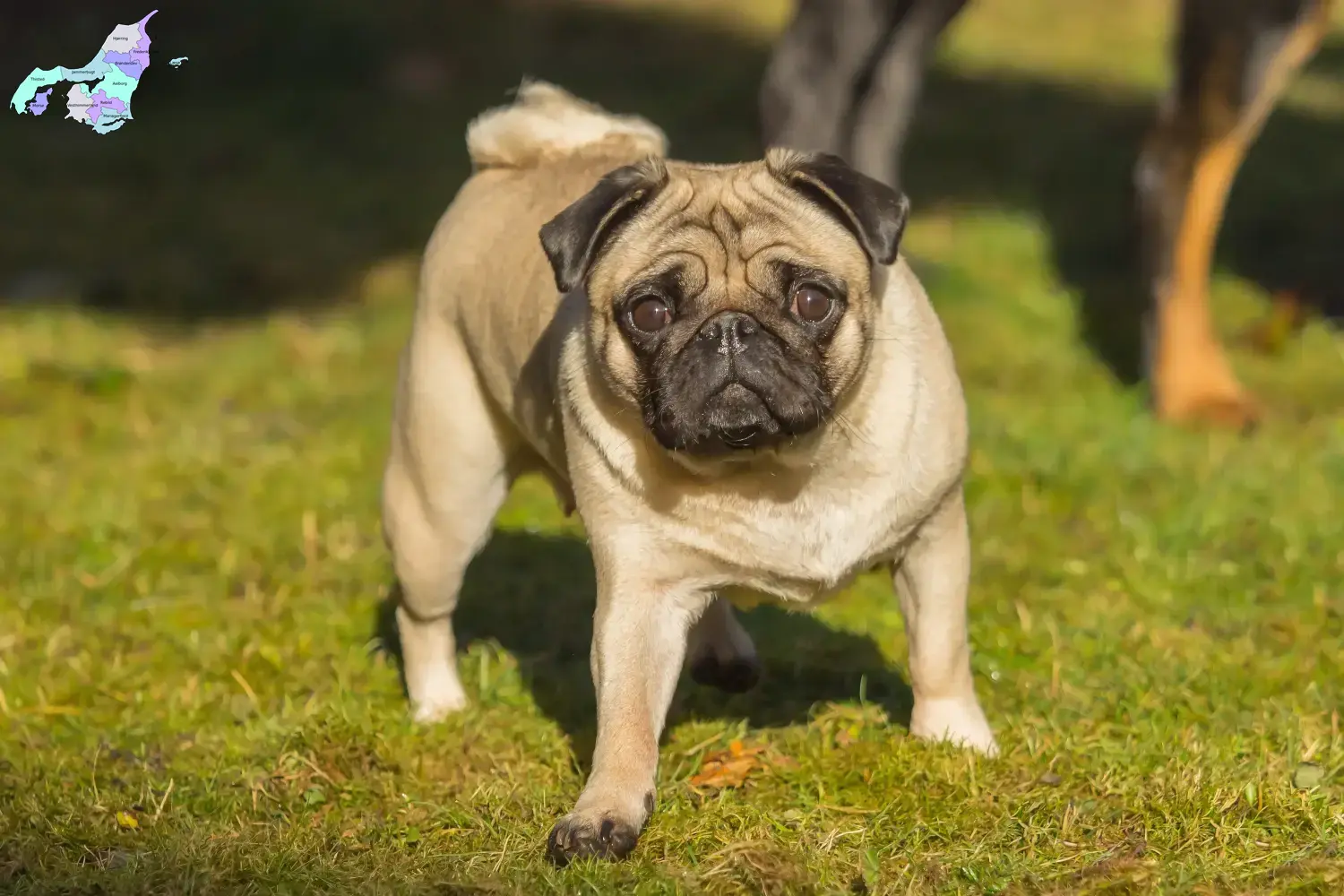 Pug puppies and breeders Nordjylland Here you can find Pugs breeders in Nordjylland.