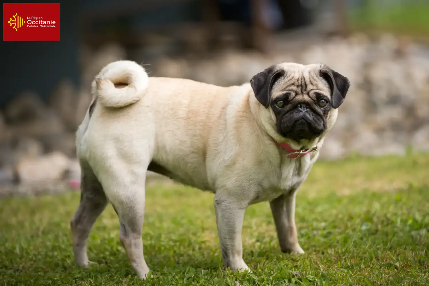 Pug puppies and breeders Occitania Here you can find Pugs breeders in Occitania.