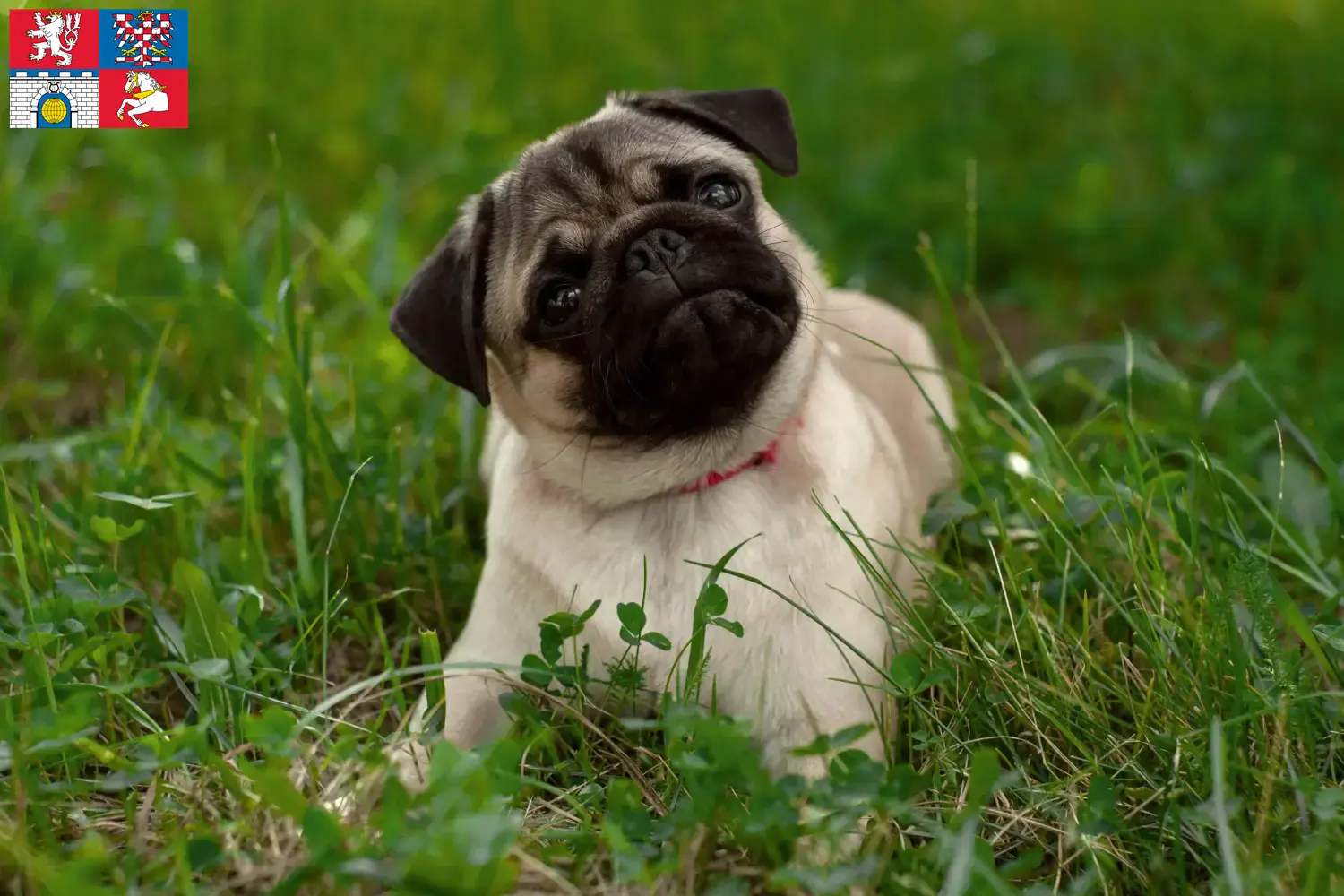 Pug puppies and breeder Pardubice Here you can find Pugs breeders in Pardubice.