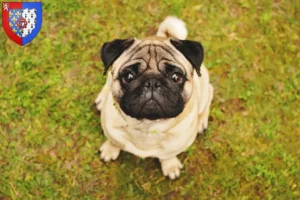 Read more about the article Pug breeders and puppies in Pays de la Loire