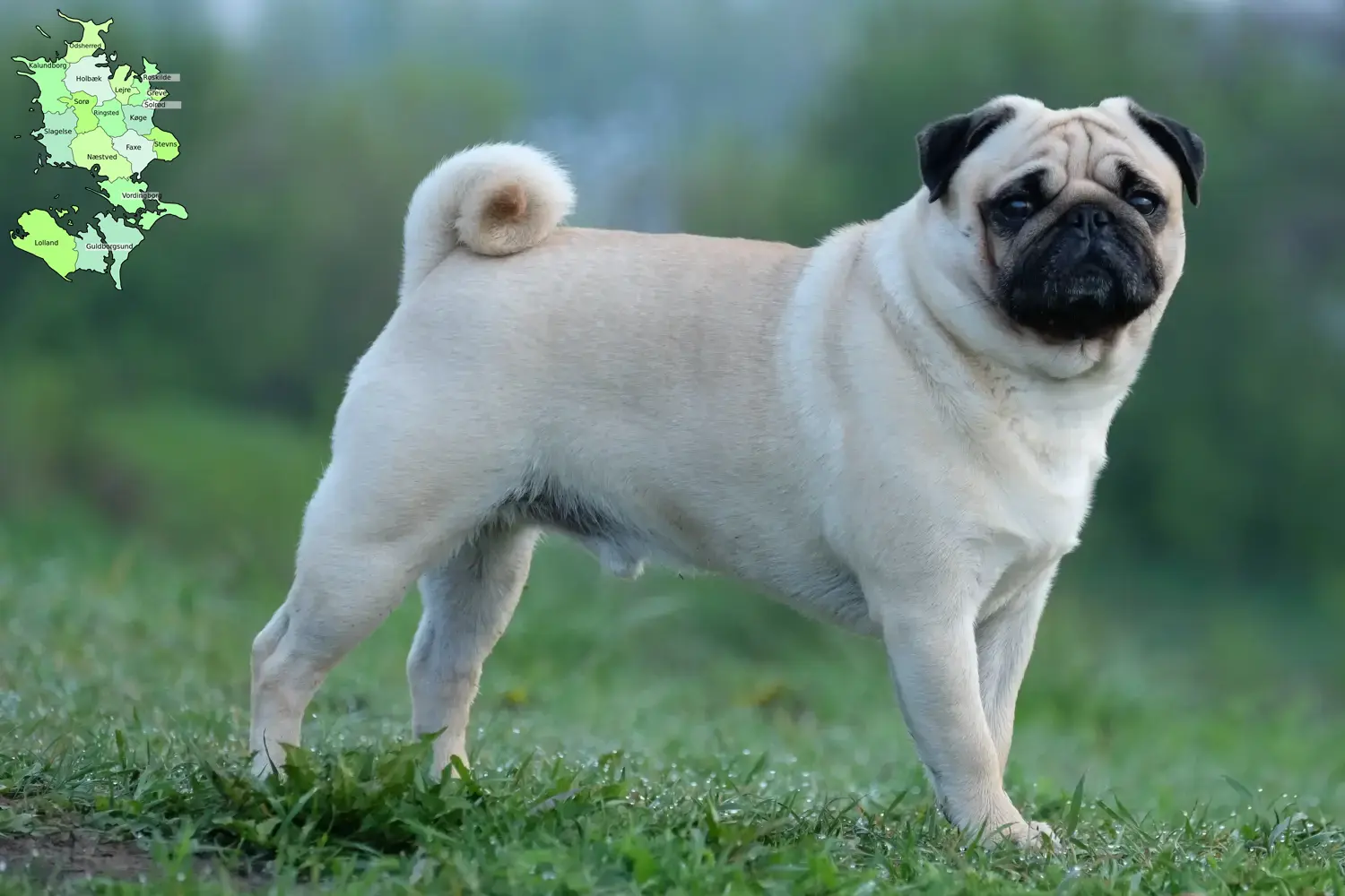 Pug puppies and breeders Sjælland Here you can find Pugs breeders in Sjælland.