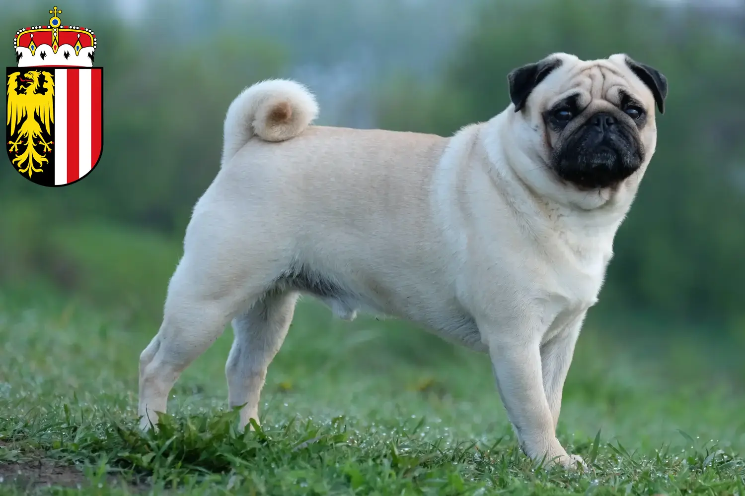 Pug puppies and breeders Upper Austria Here you can find Pugs breeders in Upper Austria.