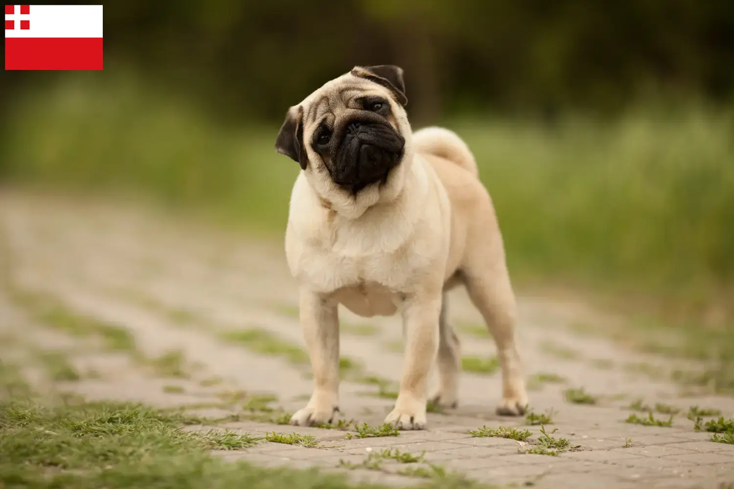 Pug puppies and breeders Utrecht Here you can find Pugs breeders in Utrecht.