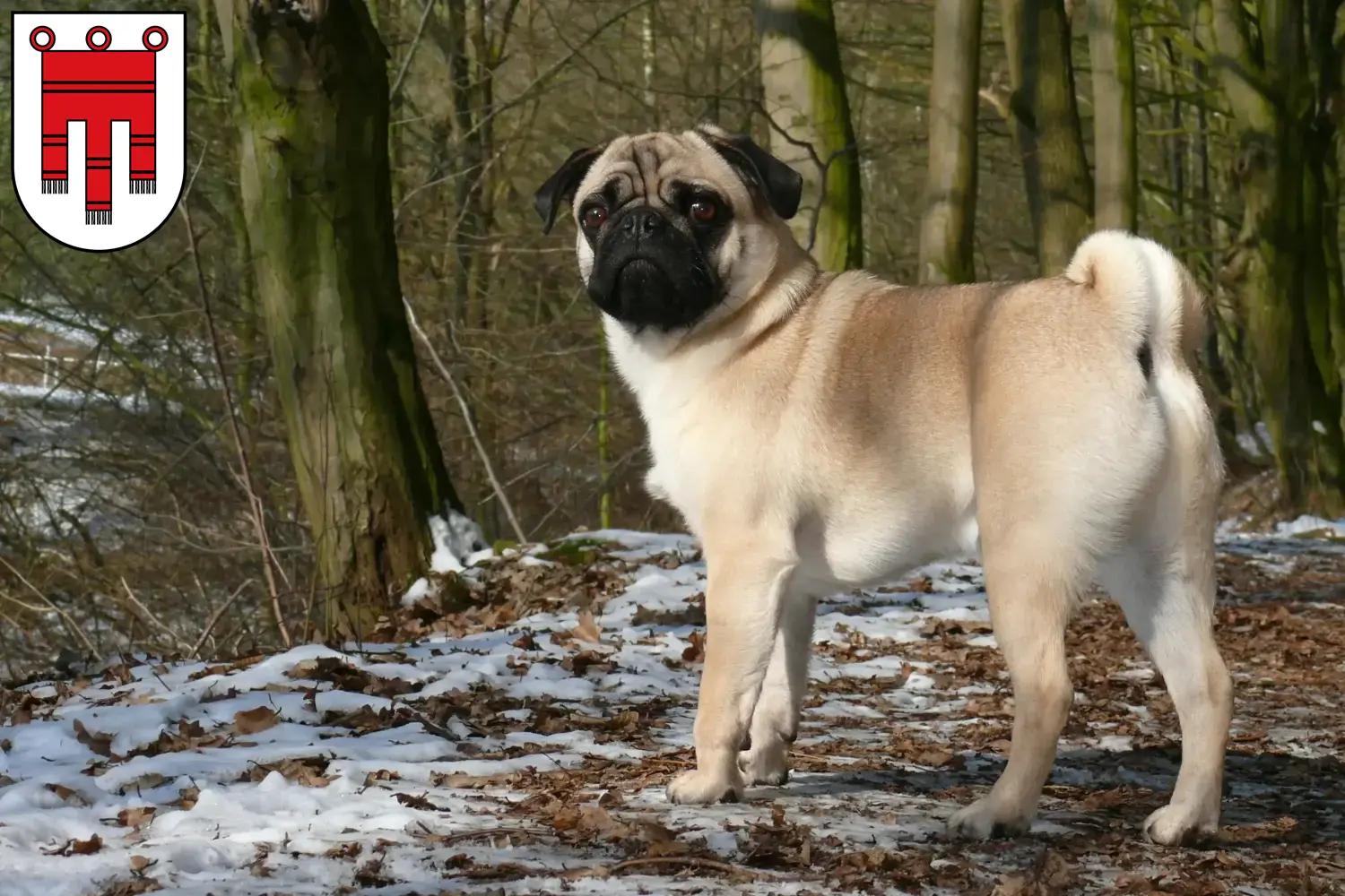 Pug puppies and breeders Vorarlberg Here you can find Pugs breeders in Vorarlberg.