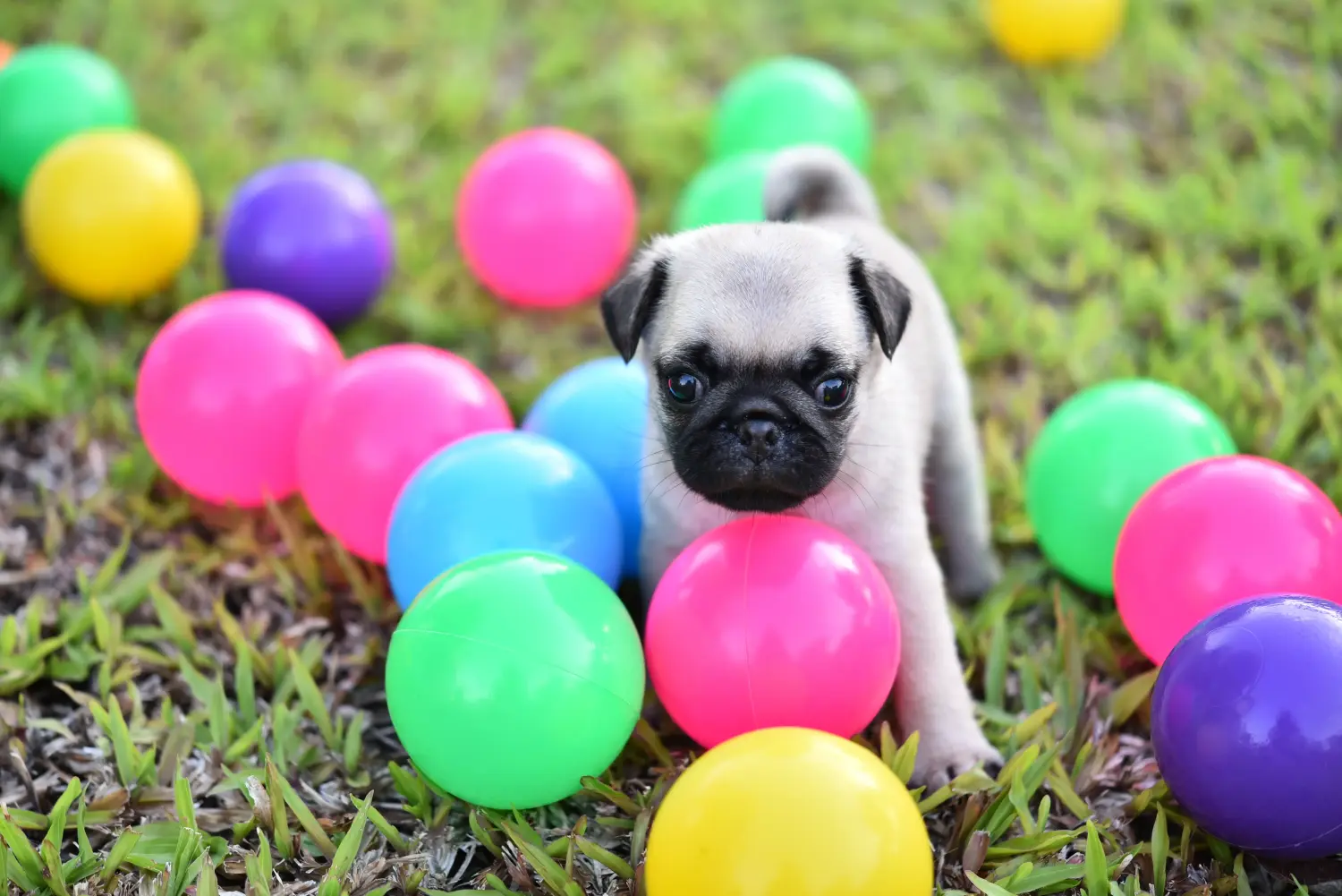 Buying a pug puppy means taking responsibility! Buy pug puppies.