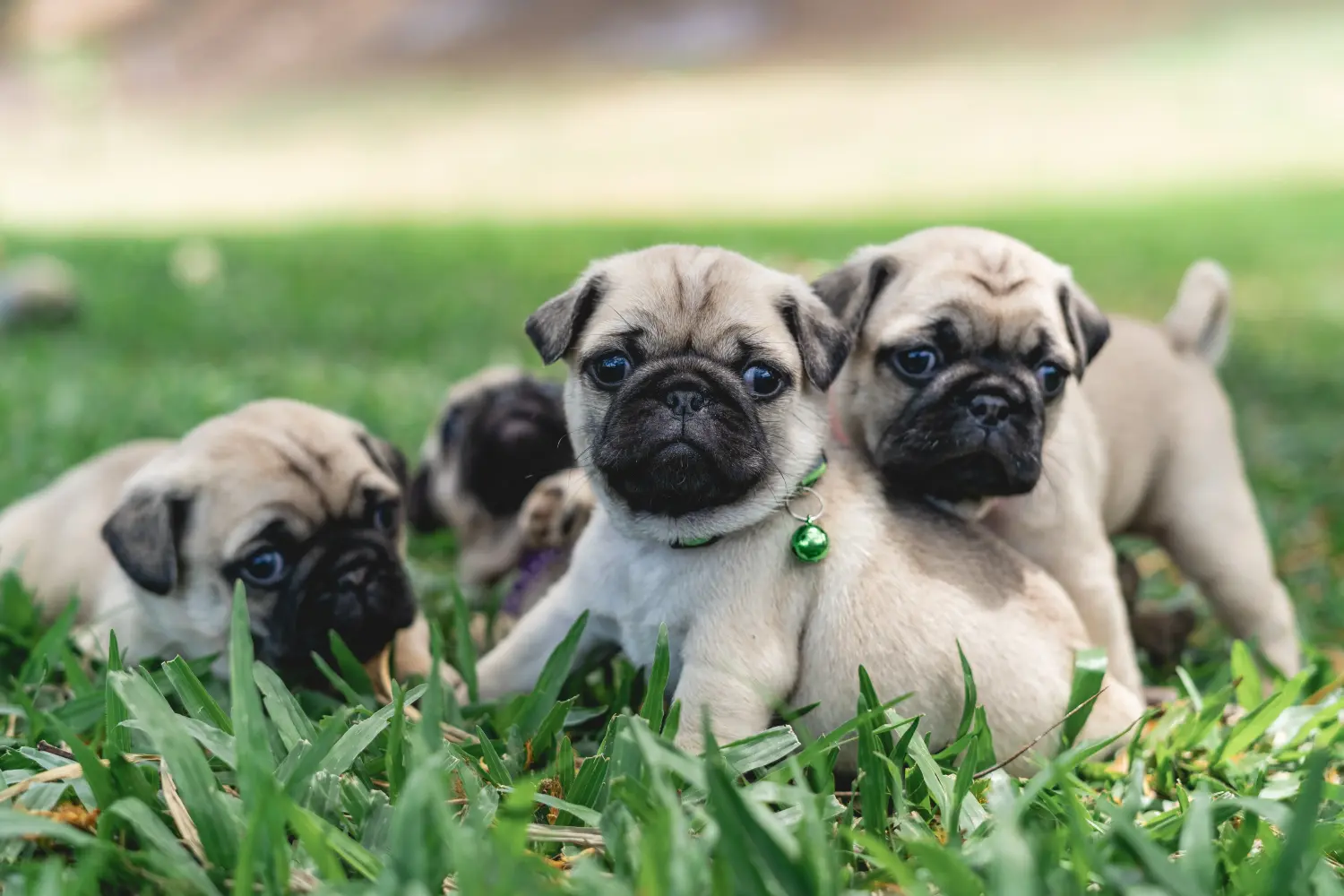 Buying a pug puppy means taking responsibility! Buy pug puppies.